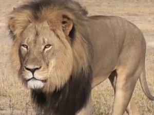 the-tragic-story-of-cecil-the-lion-and-the-american-dentist-that-killed-him